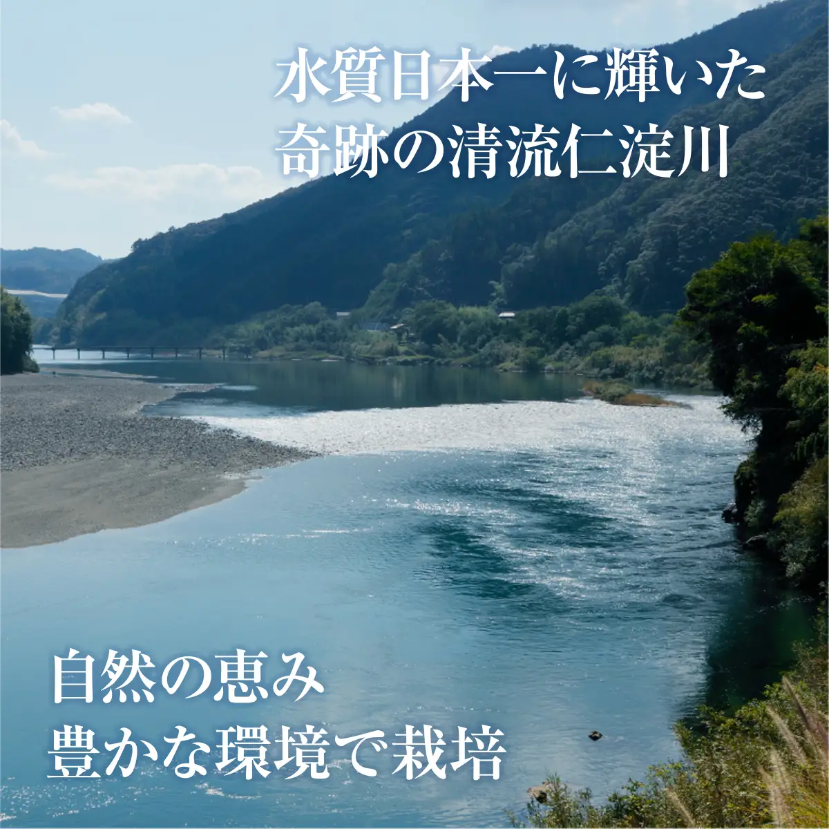 生姜 小分け 100g×5袋　高知県産 しょうが 国産 囲い生姜 使い切りサイズ 低農薬 お試し