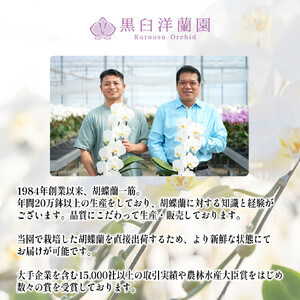 おまかせ中輪胡蝶蘭　2本立ち　【11100-0124】
