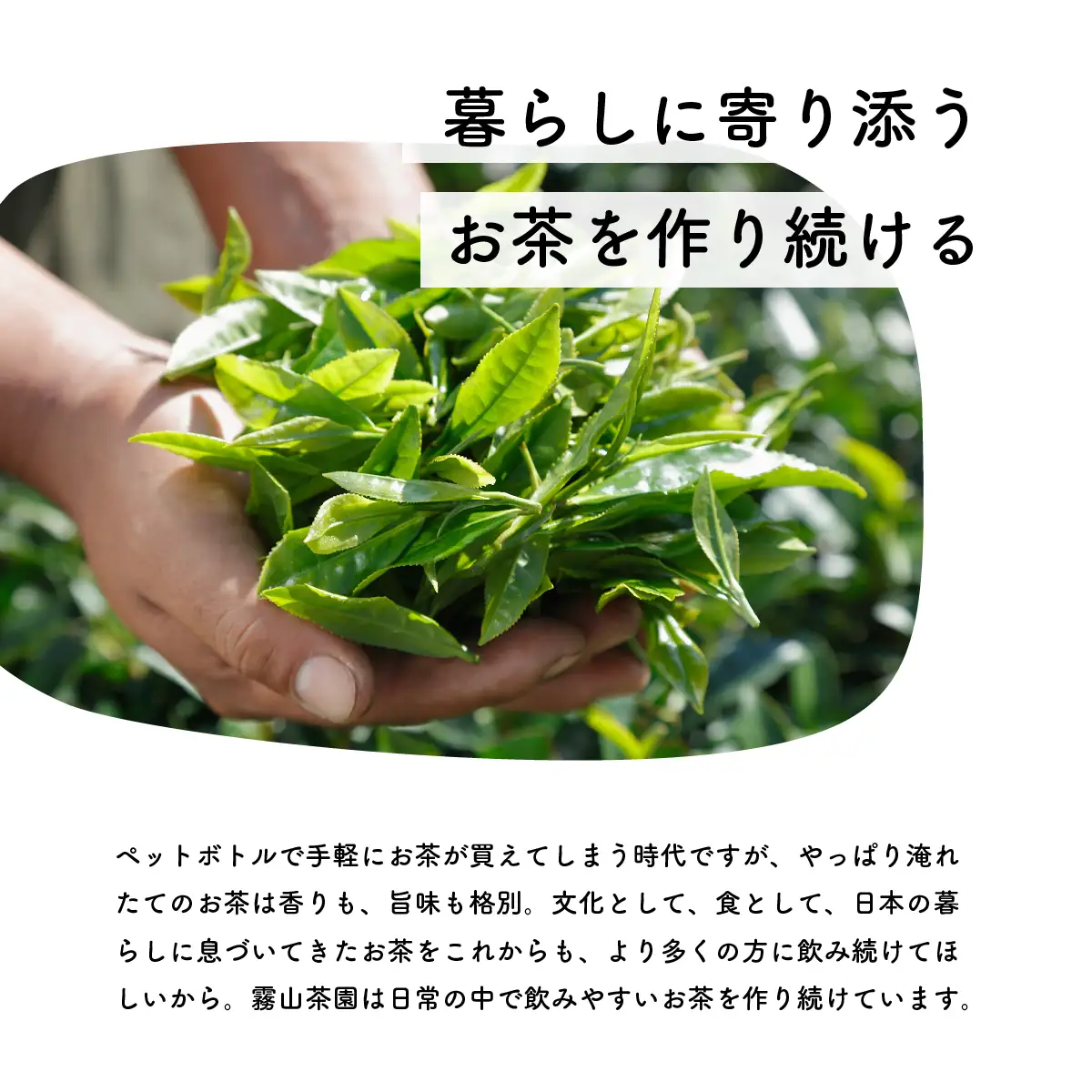 煎茶 茶葉 200gセット｜土佐霧山茶 かぶせ茶ブレンド 国産 緑茶 リーフタイプ