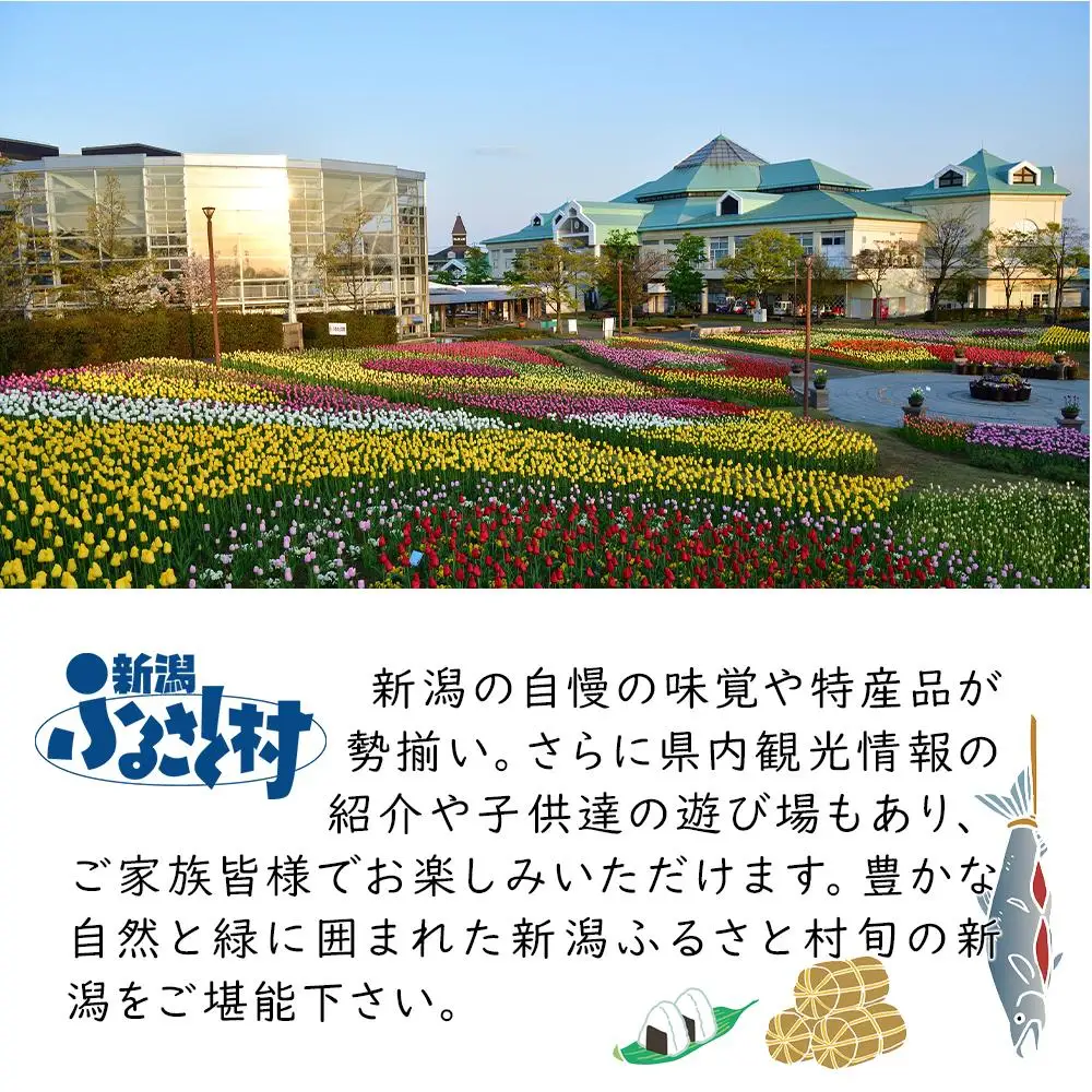 エチゴビール　350ml×12本入り｜新潟　新潟県　地ビール　ご当地　ビール　エール　越後ビール　エチゴビール