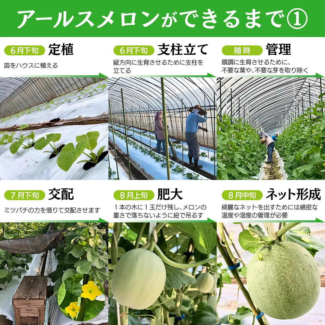 【2026年8月下旬発送開始】 季節 限定 ！ 甘さ満点 アールスメロン 3玉 入箱 果物 フルーツ 農家直送 産直 青肉メロン 特産品 マスクメロン メロン くだもの 茨城 [BC044sa]