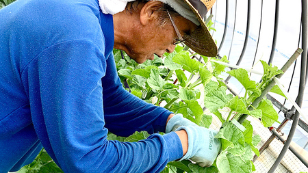 【2026年8月下旬発送開始】 季節 限定 ！甘さ満点 アールスメロン 2玉 入箱 [BC045sa]