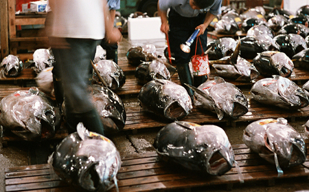 【定期便6回】脂びん長まぐろ 切落し【配送不可：離島】 魚貝類 鮪 マグロ 