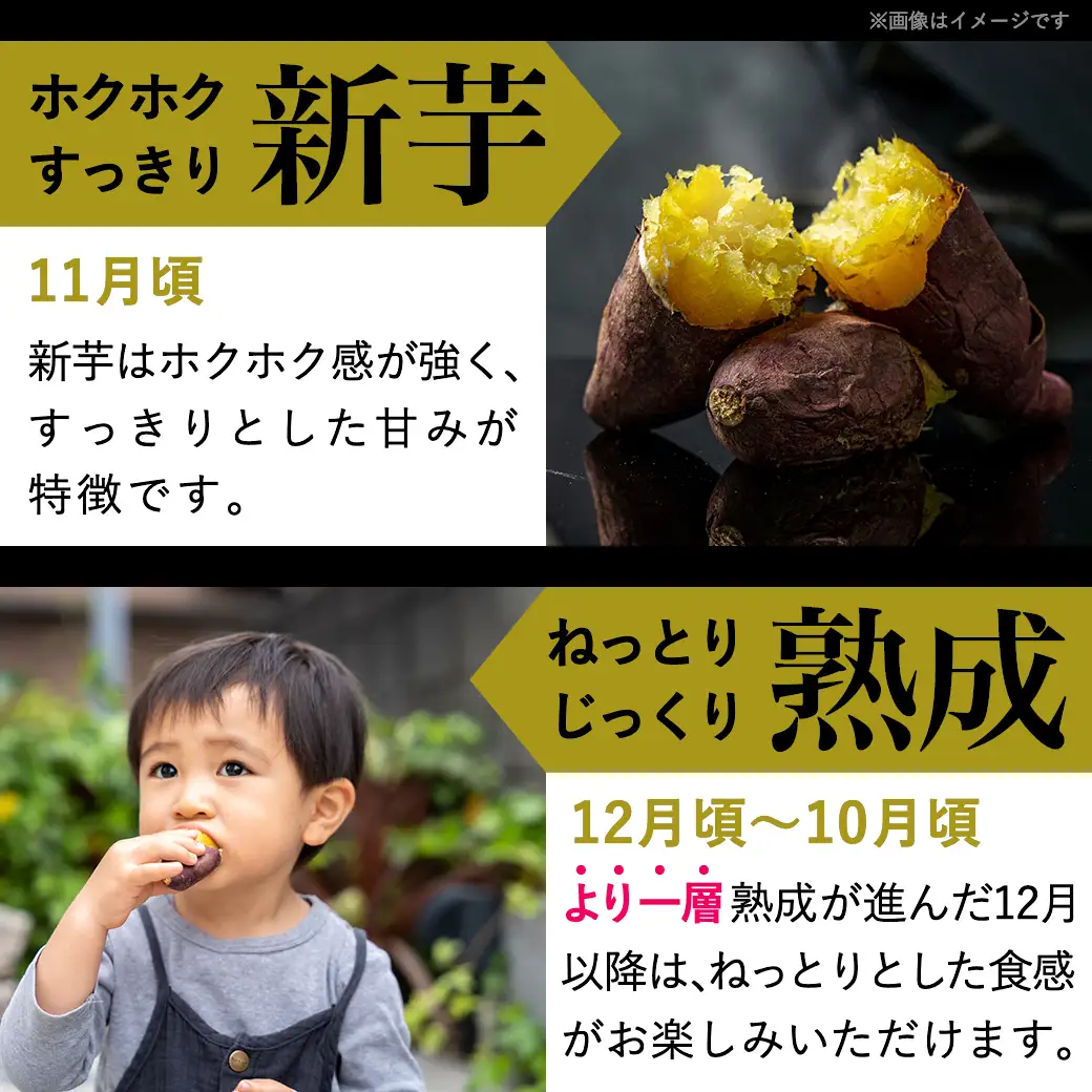 島津甘藷　熟成紅はるか 10kg(S～2S)〔12-A7-001-10kg-m〕_(都城市) 島津甘藷 紅はるか 10kg サイズ未選別 Ｓ～２Ｓ おやつ お菓子作り 料理