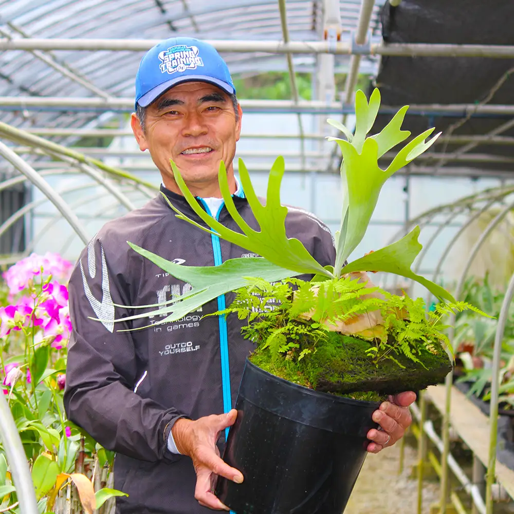 【OnnaIchigoFarm】コウモリラン　小 沖縄 コウモリラン ビカクシダ 室内植物 屋外植物 ヘゴ板 室内緑化 植物インテリア 観葉植物 沖縄産 プラントギフト 緑のある暮らし 園芸用品 インテリアプランツ 根付き植物 人気 ヘゴの木 おすすめ 送料無料 恩納村