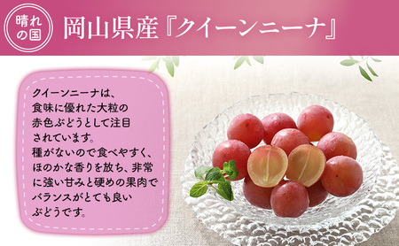 【2026年先行予約】 ぶどう 岡山県産 クイーンニーナ （ 種無し ）約2kg（3～5房） 《2026年9月上旬-下旬頃出荷》 葡萄 ブドウ フルーツ 果物 スイーツ 数量限定 期間限定 岡山 里庄町 大粒 赤色 