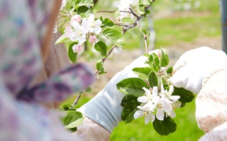 天然果汁100％極甘りんごジュース×3本RT215