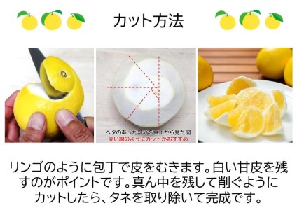 【2026年出荷分】小夏 (日向夏)  小夏 3kg |  期間 数量 限定 旬 人気 果物 くだもの 柑橘 フルーツ みかん ジュース 高知県 安芸市