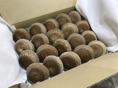 【2025年11月頃から発送】芯まで美味しい肉厚しいたけ