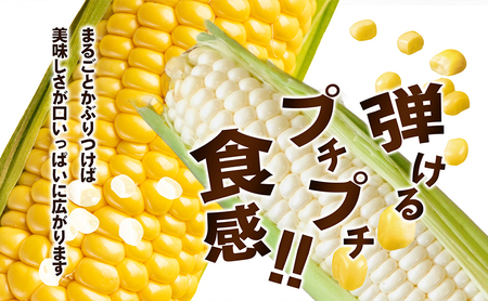 とうもろこし食べ比べセット　約5kg 野菜 野菜セット とうもろこし イエローコーン ホワイトコーン 詰合せ 