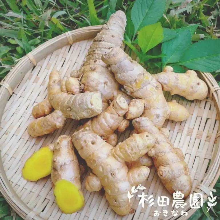 沖縄県 糸満産 春ウコン 粉末 200g ( 100g x 2個 ) セット ウコン 栽培期間中農薬除草剤不使用 粉末タイプ うこん 姜黄 キョウオウ ウコンパウダー パウダー 粉 ウコン粉末 お酒 アルコール 肝臓 ターメリック クルクミン 健康食品 沖縄県 糸満市 116-1