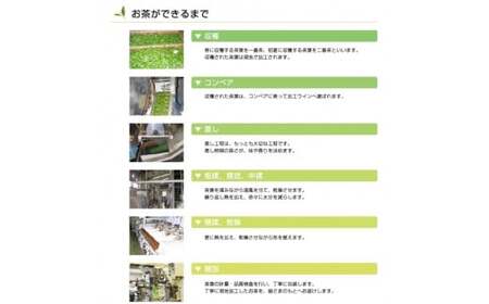 希少なお茶【高瀬茶】産地直送 煎茶ティーバッグ(緑茶5g×50P)×2袋「100回分」