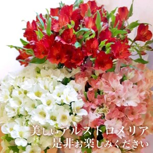 SB0674　アルストロメリアの花束　計30本(白色、ピンク色、赤色/各10本)
