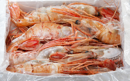 8-040-001　ジャンボボタンエビ 1kg（10～20尾）