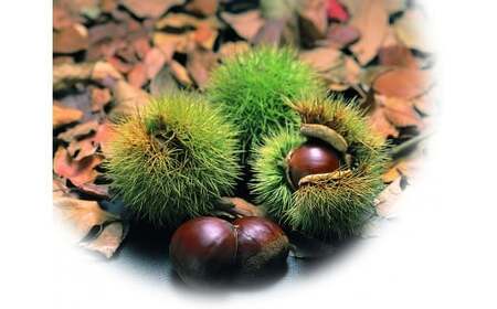 【9月お届け】 御菓子所 川上屋 栗きんとん （秋季限定）10個入り F4N-1066