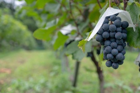 「甲府のワイナリー」山梨県産赤ワイン2本セット（K4）K04024-C