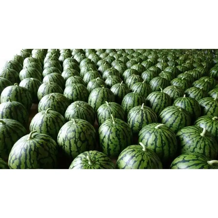 【2026年7月下旬頃から発送予定】【夏季限定】井口農場産　八色原スイカ　大玉１玉｜スイカ