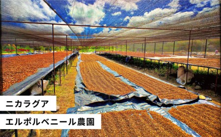 中煎り コーヒー 豆 250g × 2袋 （ 豆 ・ 粉 選べます ） ニカラグア産 エルポルベニール農園 ジャバニカ種 ナチュラル 《糸島》 【COFFEE UNIDOS】 [AQF005]