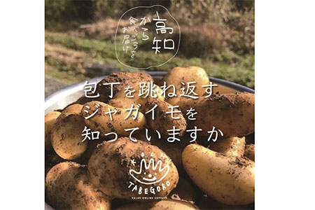 旬の採れたて新鮮野菜セット10品目「新鮮だから美味しい！」