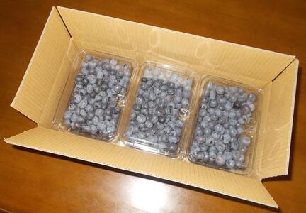 果物 ＜生産者直送＞新鮮朝取り生ブルーベリー1.5kg ｜ ブルーベリー 果物 フルーツ