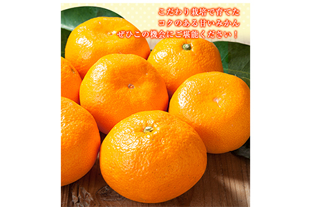 観音山みかん(とろコク一番人気) 4kg