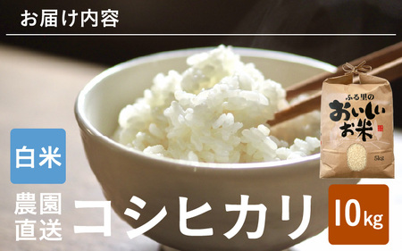 【先行予約】【令和8年産・新米】【白米10kg×1袋】福井県産 コシヒカリ10kg 【2026年10月上旬以降順次発送】 [B-8918_01]