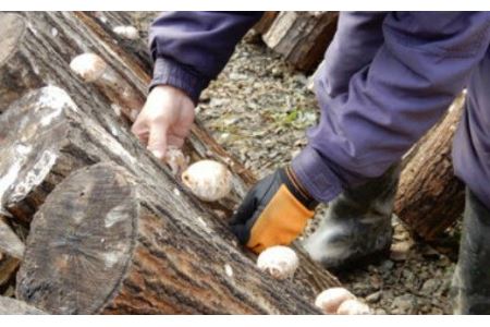 歯ごたえと旨みが格別！花巻産 純情乾しいたけ どんこ 使い切りセット 【665】