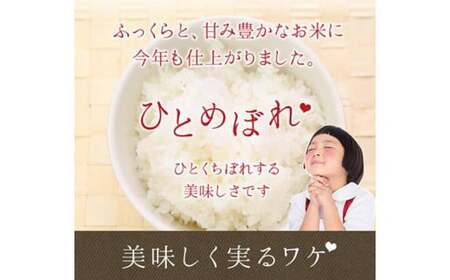 減農薬栽培 ひとめぼれ 無洗米 10kg 定期便 12ヶ月 【717】