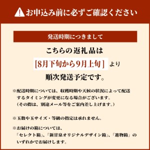 DS-16　新甘泉梨 5kg（赤秀限定）