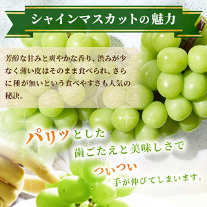 特産 シャインマスカット JA信州うえだ 大房 2房 約1.1kg マスカット 葡萄 ぶどう ブドウ 果物 くだもの フルーツ 信州 長野