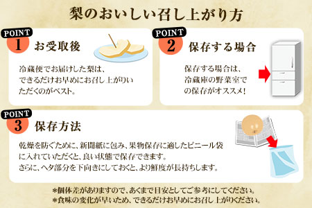 【2026年 先行予約】旬の梨 あきづき 豊水 のいずれかをお届けします！ 約5kg (6～14玉前後) 熊本県荒尾市産 髙口果樹園《2026年9月上旬-9月下旬頃出荷》フルーツ 果物  美味しい梨 旬の梨 ジューシー梨 フルーツ梨