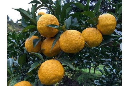 【果実リキュール飲み比べ】果実のささやき6本　Bセット