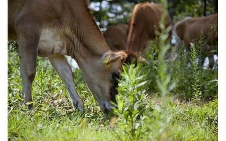 森林ノ牧場 ミルクバー 10本（ソフトクリーム無料券付き）| アイス 牛乳 ジャージー牛 無添加 スイーツ デザート お菓子 おかし セット 冷凍 栃木県 那須町 〔P-415〕