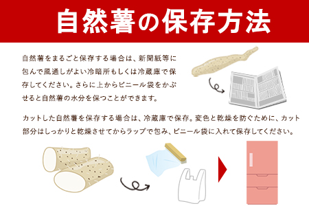 自然薯 セット