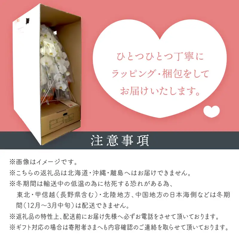 胡蝶蘭 白大輪3本立 42輪【008B-010】