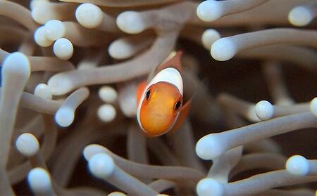 サンゴと生き物の楽園！魅力いっぱい恩納村ファンダイビング（2DIVE）1名様 
