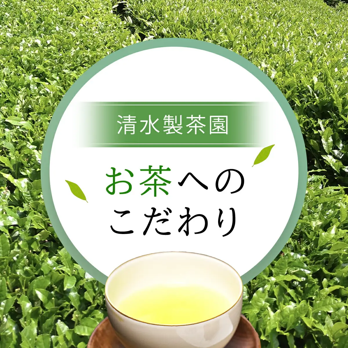 お茶 清水製茶園の朝来みどりお茶セットB