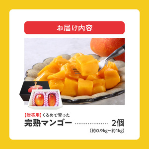 【2026年6月以降お届け】くるめで育った完熟マンゴー（2個：約0.9～1kg）_先行予約 贈答用 完熟マンゴー 2個 約 0.9kg ～ 1kg 久留米産 完熟 マンゴー 国産 とろける 甘さ フルーツ トロピカルフルーツ 果物 デザート 冷蔵 クール便 倉重農園 お取り寄せ お取り寄せフルーツ 福岡県 久留米市 送料無料 〔Fm014〕