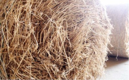 C13【みやま 和牛 A5ランク】サーロインステーキ3枚セット（合計約540g）