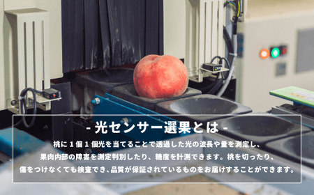 【 2026年 先行予約 】 桃 川中島白桃 5kg 秀品 光センサー選別品 糖度保証 【 予約 果物 くだもの もも モモ フルーツ 旬 長野 信州 川中島 】 沖縄県への配送不可 2026年8月下旬頃から2026年9月中旬頃まで順次発送予定 日時指定不可 令和8年度出荷分 長野県 飯綱町 [0054]