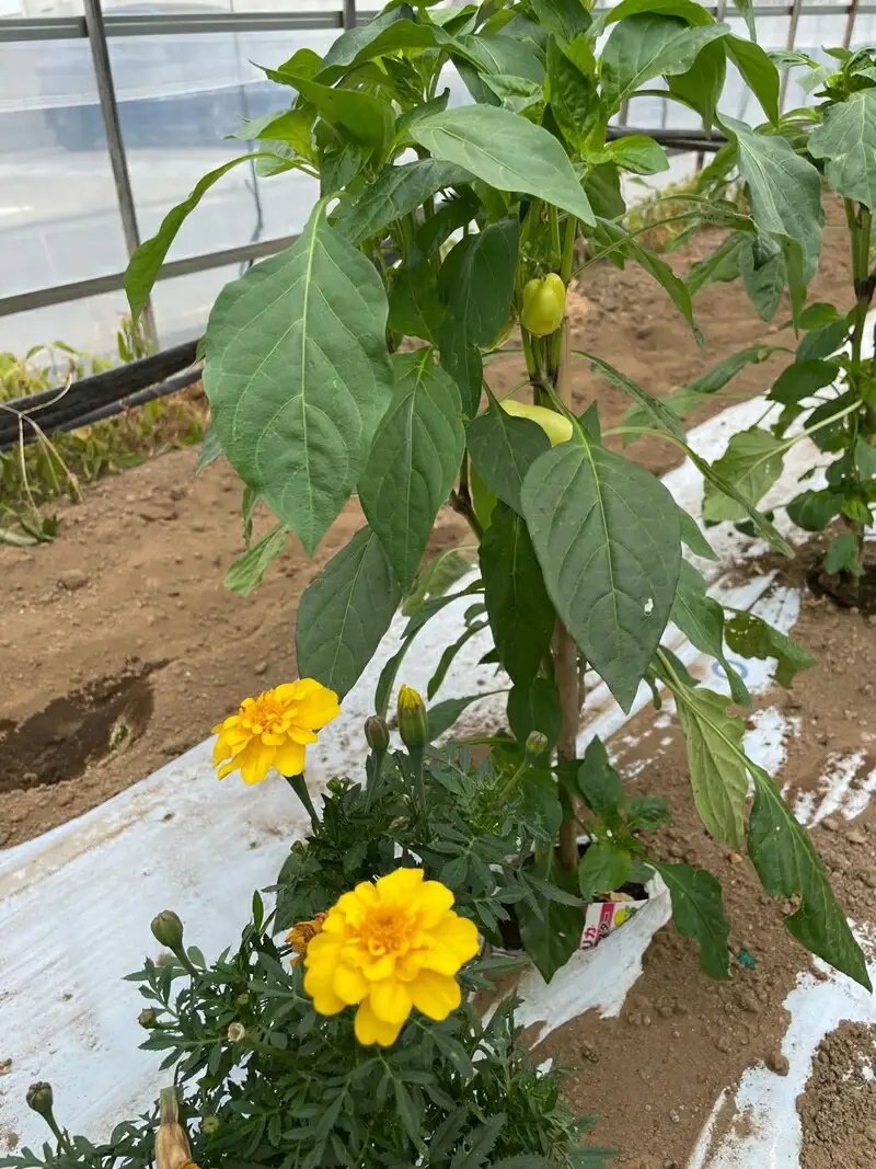【冷蔵便】季節のこだわり野菜セット 野菜詰め合わせ（春野菜 夏野菜 ハーブ など）【 神奈川県 大磯町 野菜セット 詰め合わせ 季節 旬 】