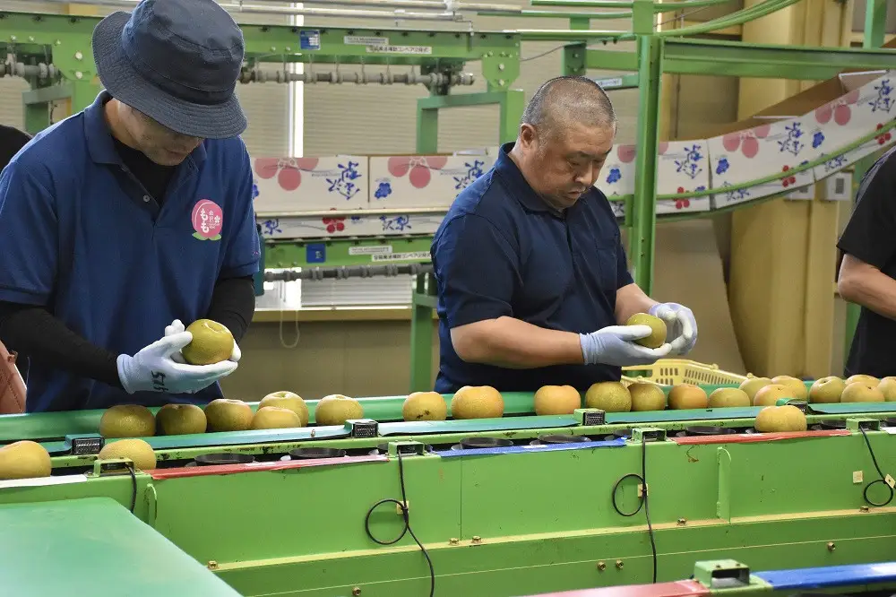 梨 【2026年予約受付】金沢梨 5kg JA金沢市