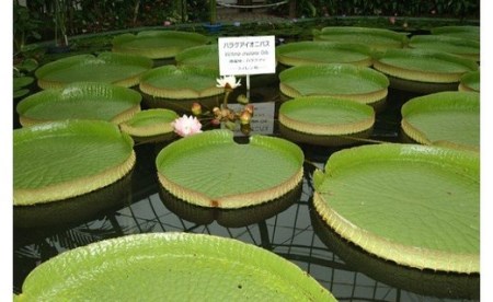 熱川バナナワニ園 入園 招待券 2枚 A004 ／ 熱帯 動植物園 チケット 静岡県 東伊豆町