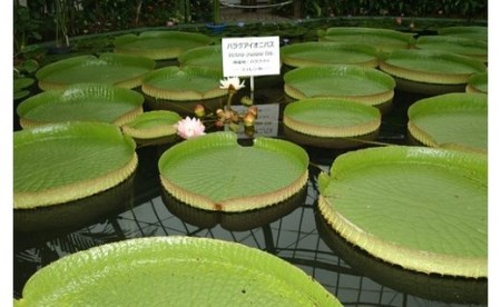 熱川バナナワニ園　入園　招待券　4枚　B002／熱帯　動植物園　チケット　静岡県　東伊豆町