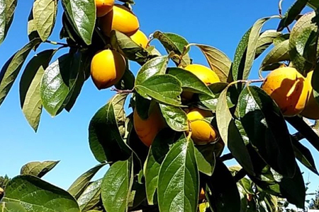 【令和7年産】 ころ柿 500g [米吉農園 石川県 志賀町 BA4133]