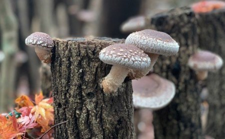 有機原木椎茸(薪室仕上げ)肉厚 有機栽培の国産しいたけ 有機JAS認証 TF0356-P00009