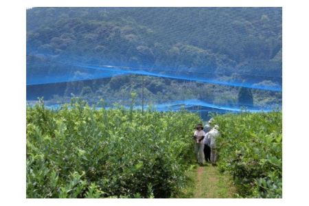 【先行予約】冷凍ブルーベリー 1㎏ 訳あり･ジャム用 | フルーツ 果物 ベリー