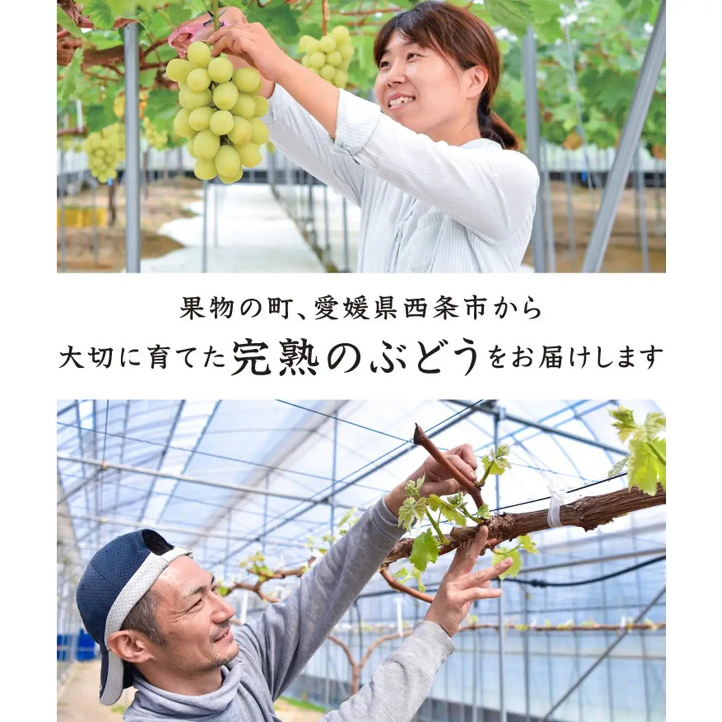 完熟朝摘みシャインマスカット 2房（1.2㎏）　シャインマスカット 夏ぶどう【7月下旬より発送】