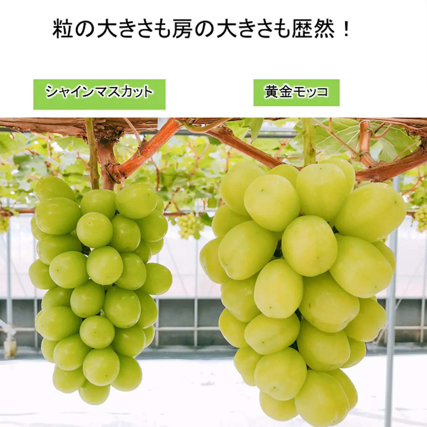 完熟朝摘み 超大粒ぶどう 黄金モッコ（雄宝） 1房（1㎏）【7月下旬～発送開始】　夏ぶどう