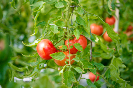 A-198 朝採れ地元  野菜おまかせセット